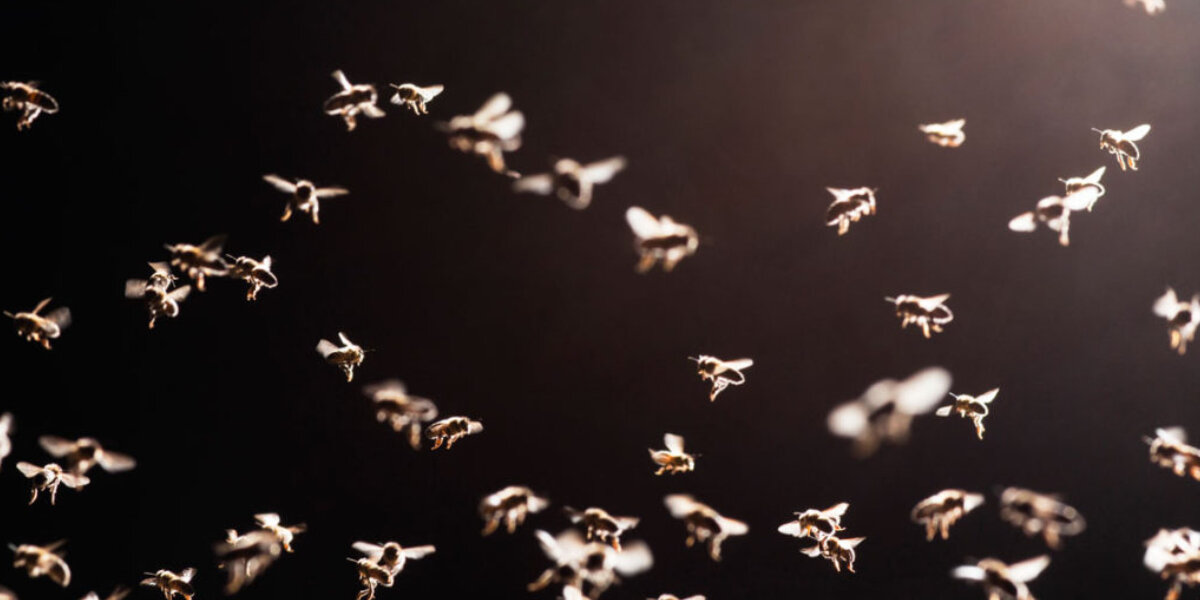 Pourquoi la lumière artificielle attire-t-elle les moustiques ?
