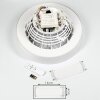 Ventilateur de plafond Moli LED Blanc, 1 lumière, Télécommandes